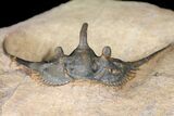 Kettneraspis Trilobite (Long Occipital Horn) - Lghaft, Morocco #125136-5